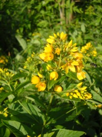 Lysimachia vulgaris